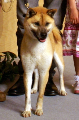 南相馬市で被災した雑種犬・アーツが、テレビ朝日系ドラマ「犬を飼うということ」の会見に招かれた。